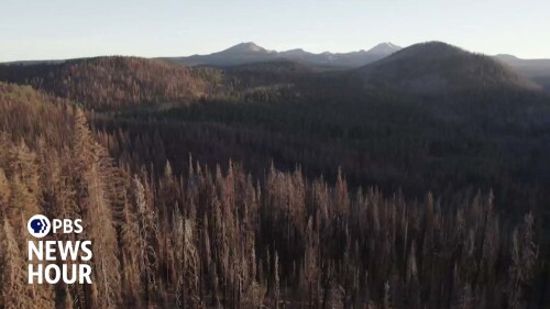 U.S.-Forest-Service-timber-companies-spraying-record-amounts-of-glyphosate-in-C.jpg